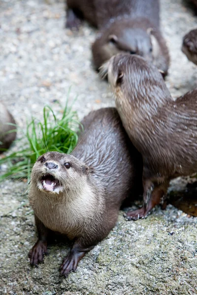 Groep van otters in gevangenschap — Stockfoto