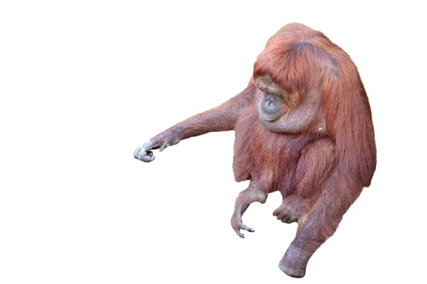 Orang-Utan-Weibchen isoliert auf weiß — Stockfoto