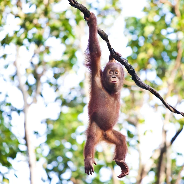 Orangutan hanging on vine — Stock Photo, Image