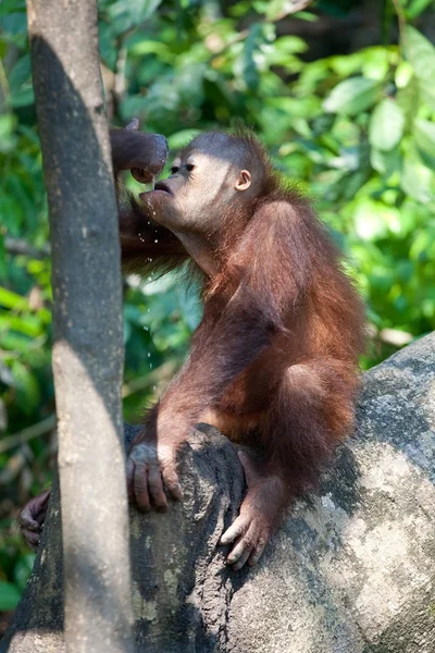 Jovem orangotango bebendo leite usando sua palma como receptáculo . — Fotografia de Stock