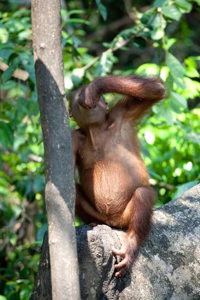 Giovane orango che beve latte usando la sua palma come recipiente . — Foto Stock