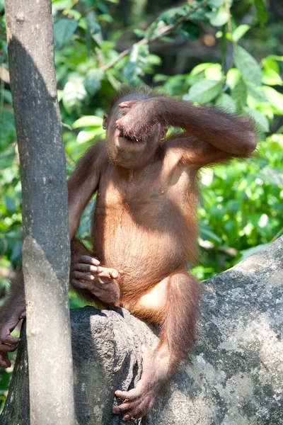 Jovem orangotango bebendo leite usando sua palma como receptáculo . — Fotografia de Stock