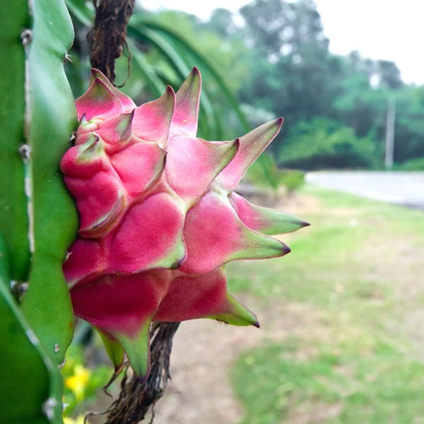 Červené dragonfruit na rostlině v sadech — Stock fotografie