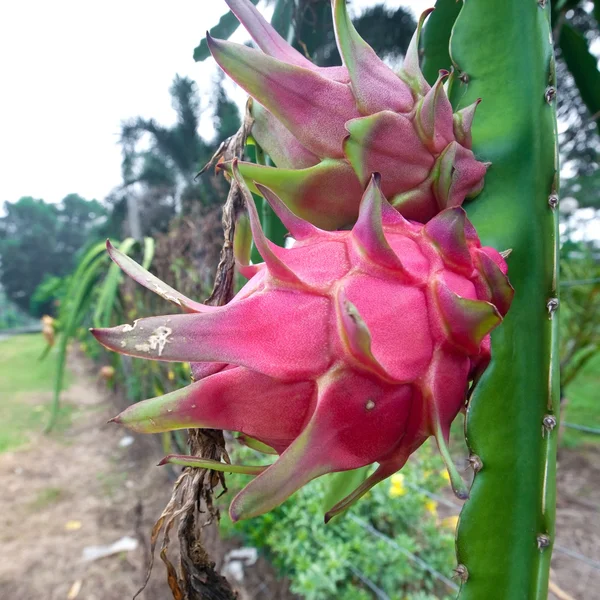 Meyve bahçesi tesisi üzerinde kırmızı dragonfruit — Stok fotoğraf