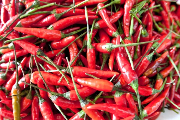 Haug med røde fugleøyne-chili – stockfoto
