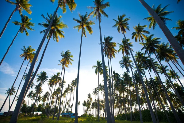 Tropisk ö i solen — Stockfoto