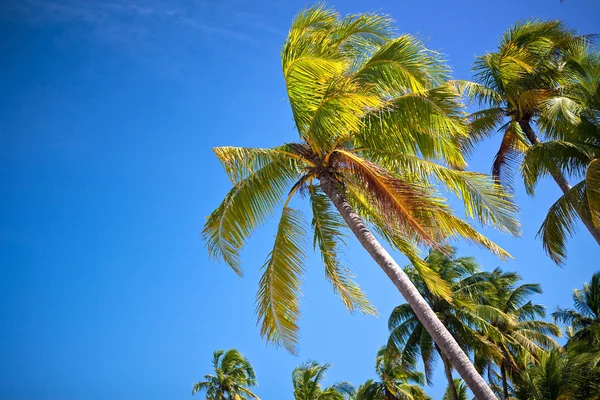 Wuivende palmbomen tegen blauwe hemel — Stockfoto
