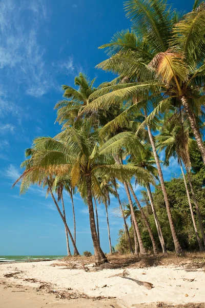 Door de wind wuivende kokospalmen — Stockfoto