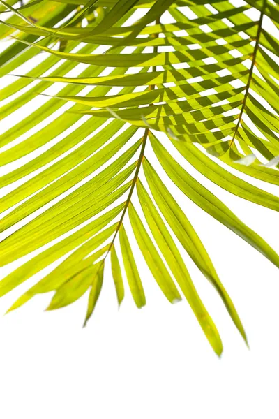 Folhas de palma balançando na brisa no fundo branco — Fotografia de Stock