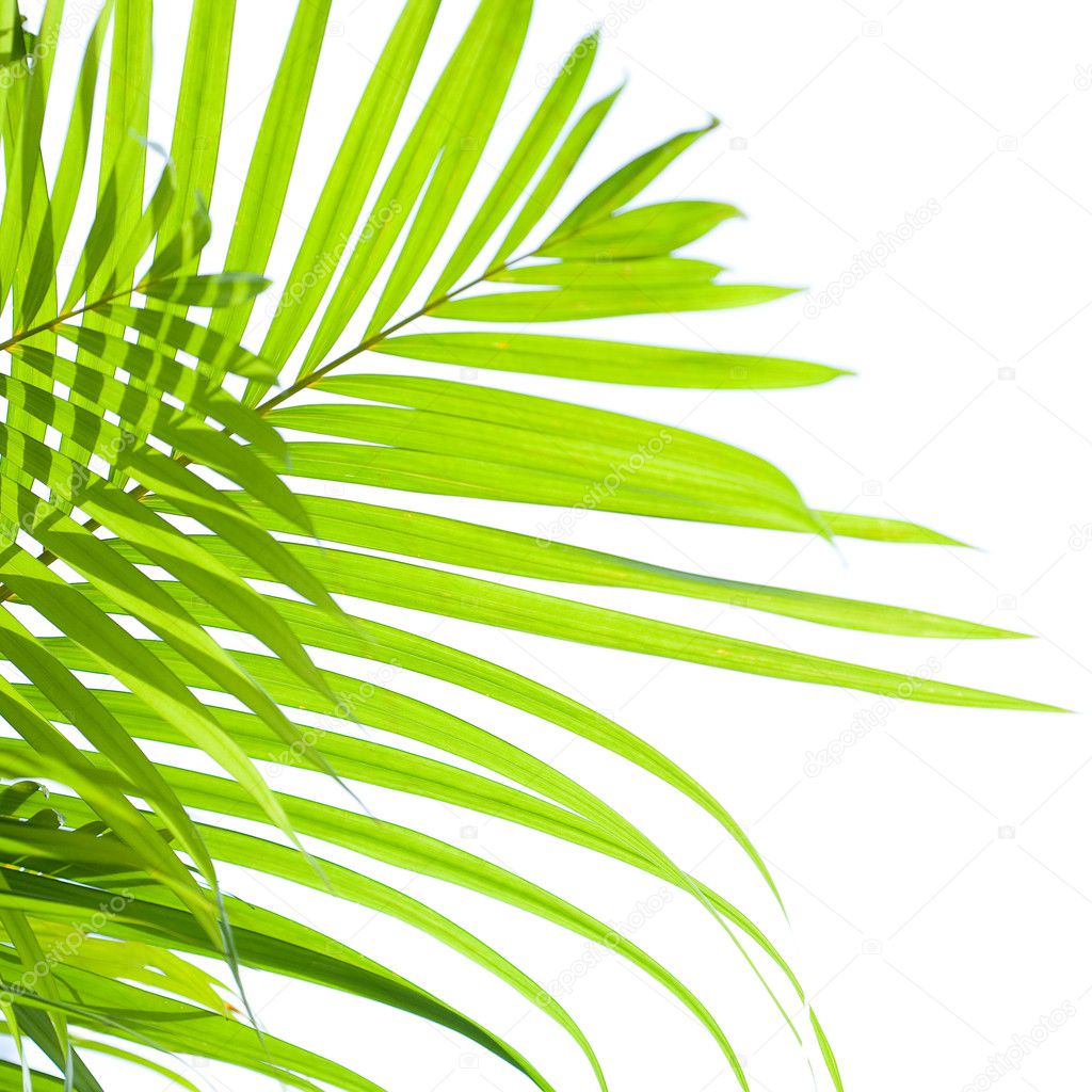 Palm leaves swaying in the breeze on white background