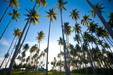 tropik ada güneş ile palm grove