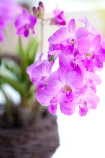 Belo grupo de roxo rosa mini orquídea — Fotografia de Stock