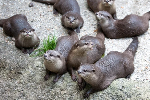 Grupa wydry w niewoli — Zdjęcie stockowe