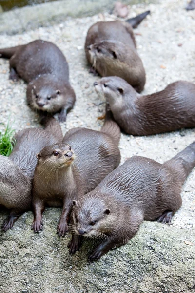 Group of otters in captivity — Stock Photo, Image