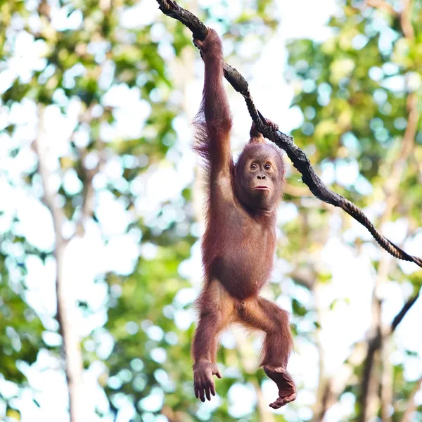 Young orangutan hanging on vine — Zdjęcie stockowe