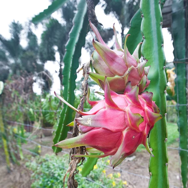 在植物上的红色 dragonfruit — 图库照片