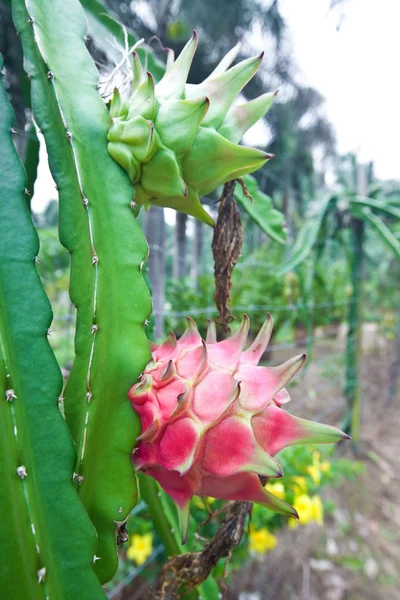 Red dragonfruit on plant — Stock Photo, Image