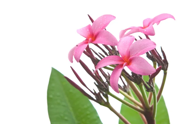 Belo frangipani rosa escuro — Fotografia de Stock