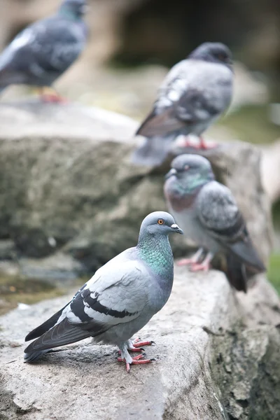 Wood pigeon — Stock Photo, Image