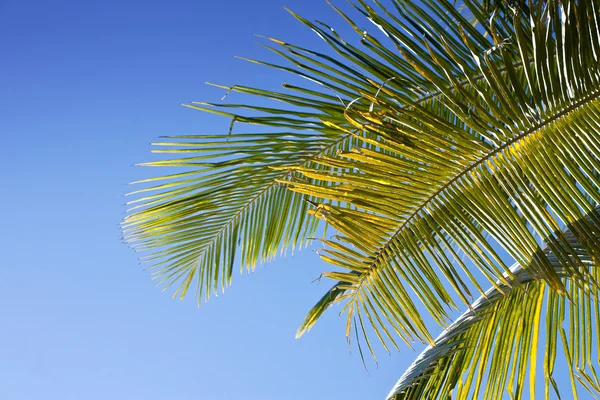 stock image Palm leaves against blue sky