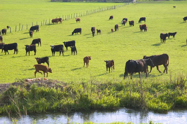 Cattle Grazing — Stock Photo, Image