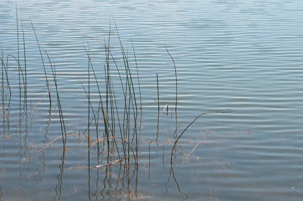 Watery and reed nature background — Stock Photo, Image