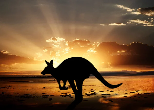 Kanguru günbatımı üzerinde — Stok fotoğraf