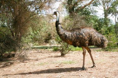 Emu in the wild clipart