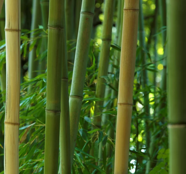 stock image Bamboo