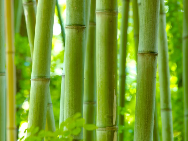 stock image Bamboo