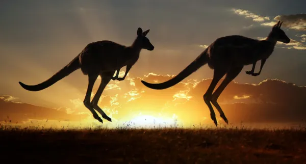 Kanguru günbatımı üzerinde — Stok fotoğraf