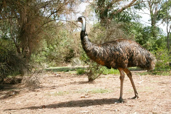 Stock image Emu in the wild