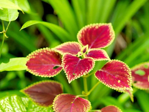 stock image Plant leaf