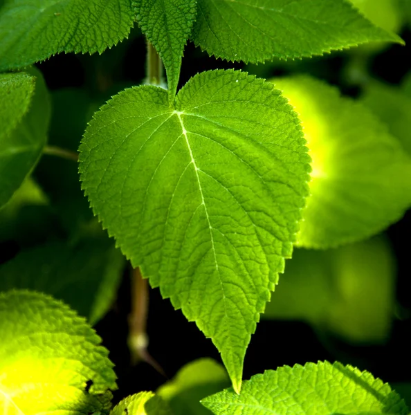 stock image Plant leaf