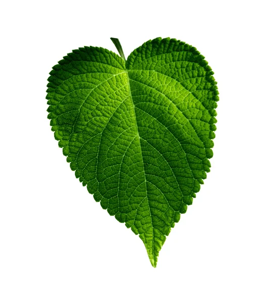 stock image Plant leaf