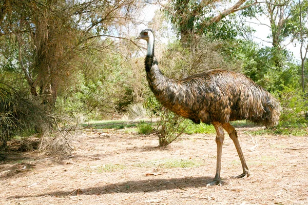 stock image Emu in the wild