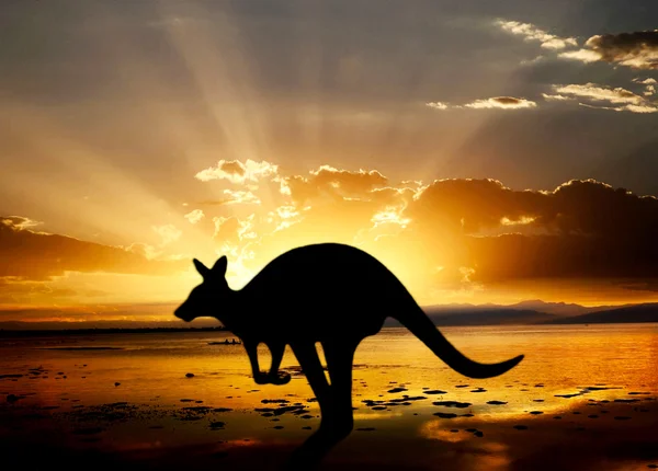 stock image Kangaroo
