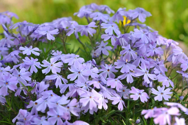 stock image Flower