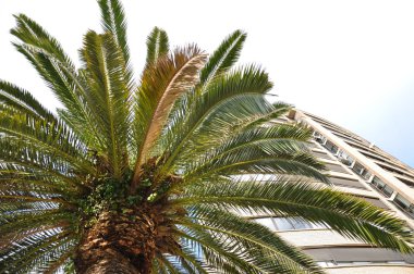 palmiye ağacı ve ev