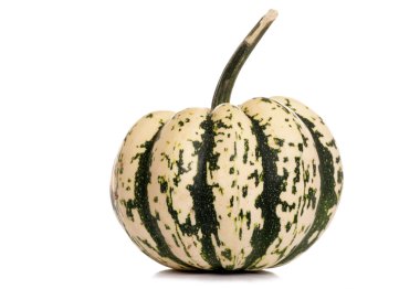 Palyaço squash