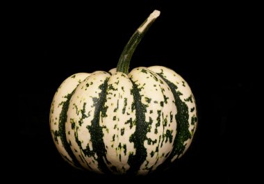 Palyaço squash