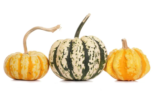 Variety of squashes and pumpkins — Stock Photo, Image