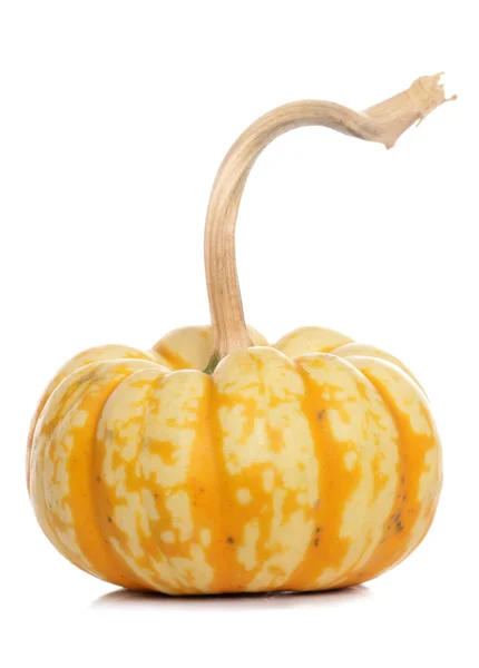 Dolce zucca fulmine — Foto Stock