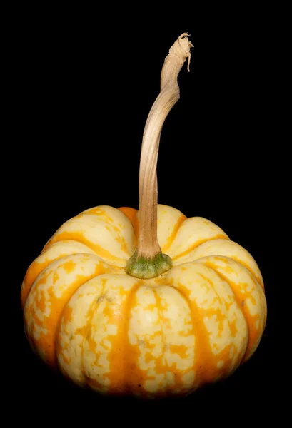 Sweet lightning pumpkin — Stock Photo, Image