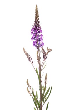 Purple Loosestrife clipart