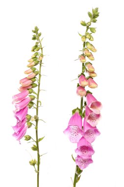 Foxglove flower clipart