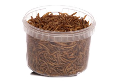 kurutulmuş mealworms yabani kuş gıda