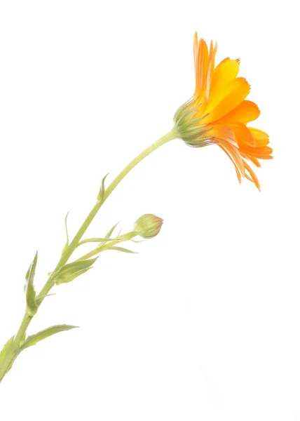 Orange daisy flower — Stock Photo, Image