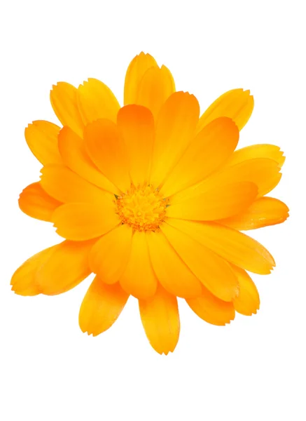 Fleur marguerite orange — Photo