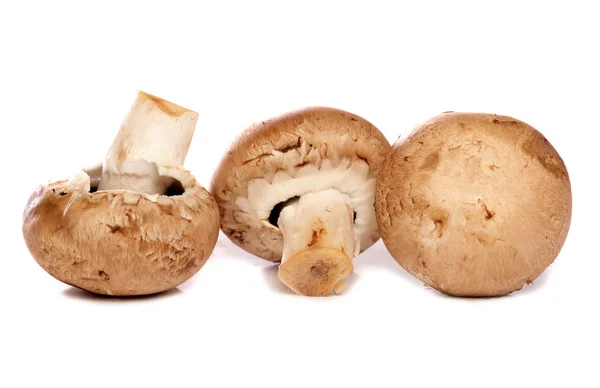 Tre funghi castagno — Foto Stock